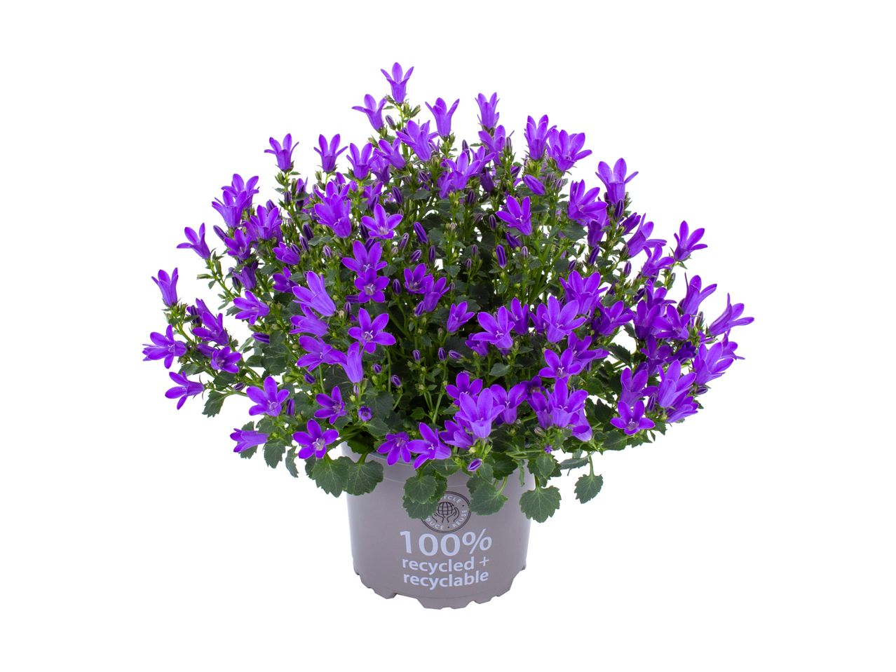 En lilla kunstig Campanula-plante i en potte.