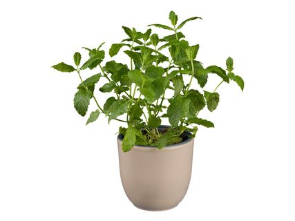 Menta mix*