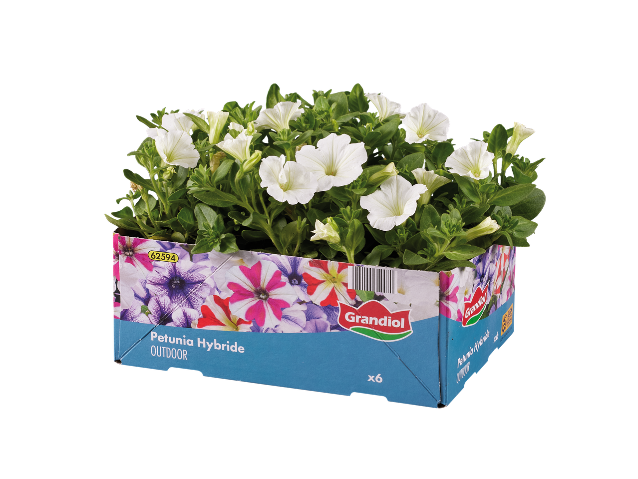 Grandiiol hybride petunia's (wit) x6.