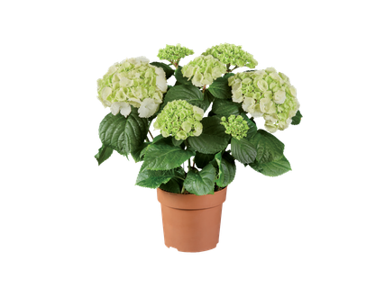 Hortensia