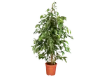 Ficus Benjamina plant in a pot.