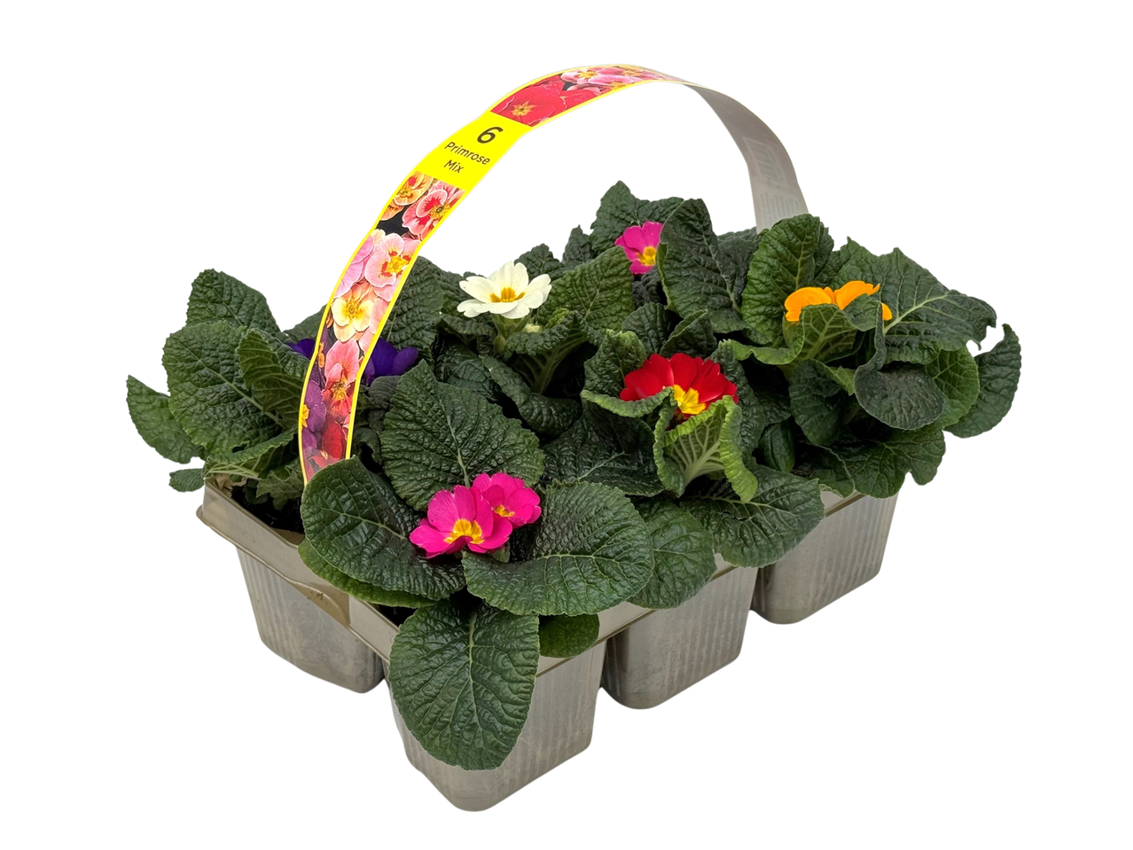 A 6-pack of mixed primroses in various colors, including pink, white, red, and orange.
