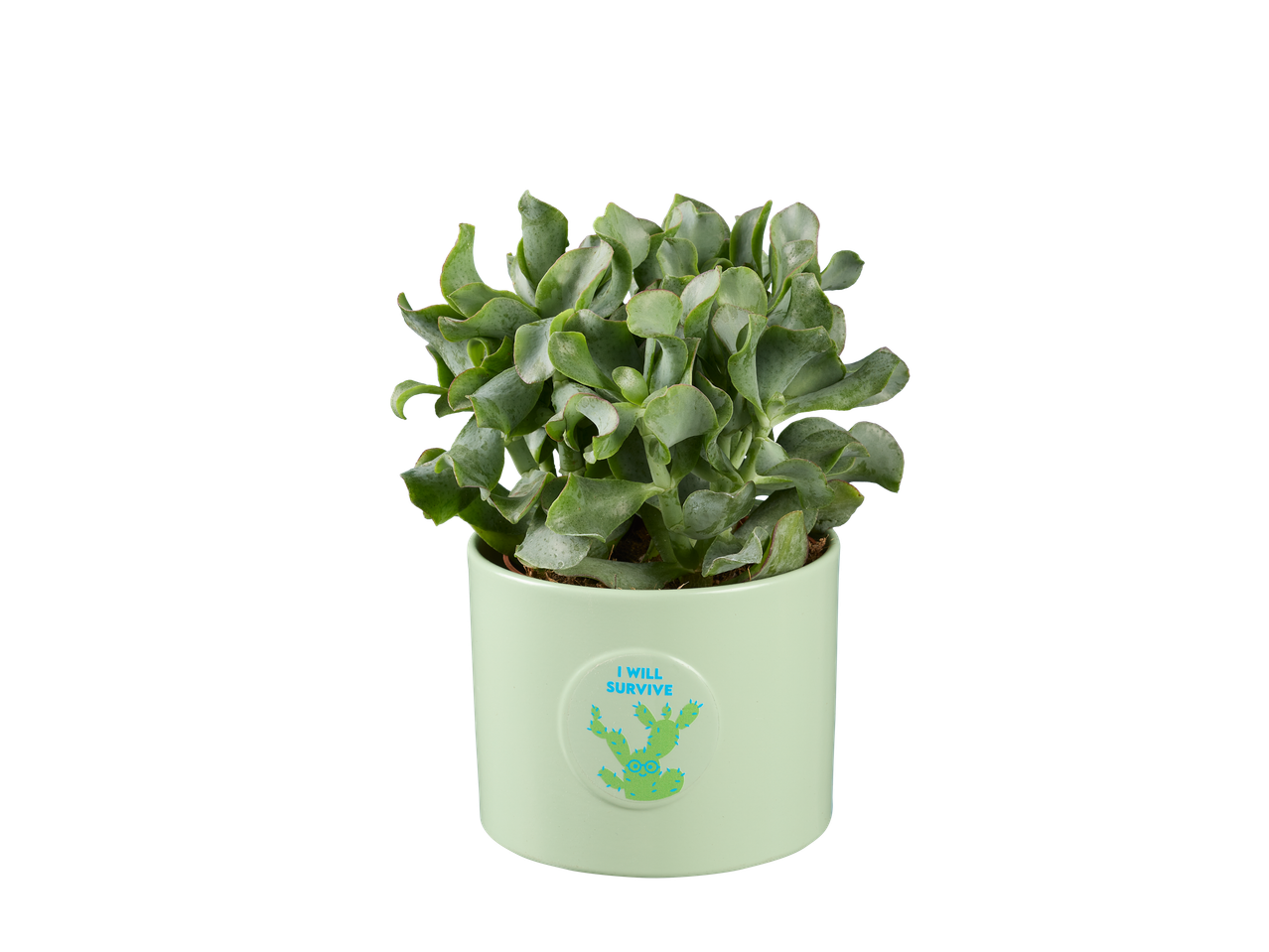 Plante succulente dans un pot vert clair avec l'inscription 'Je survivrai'.