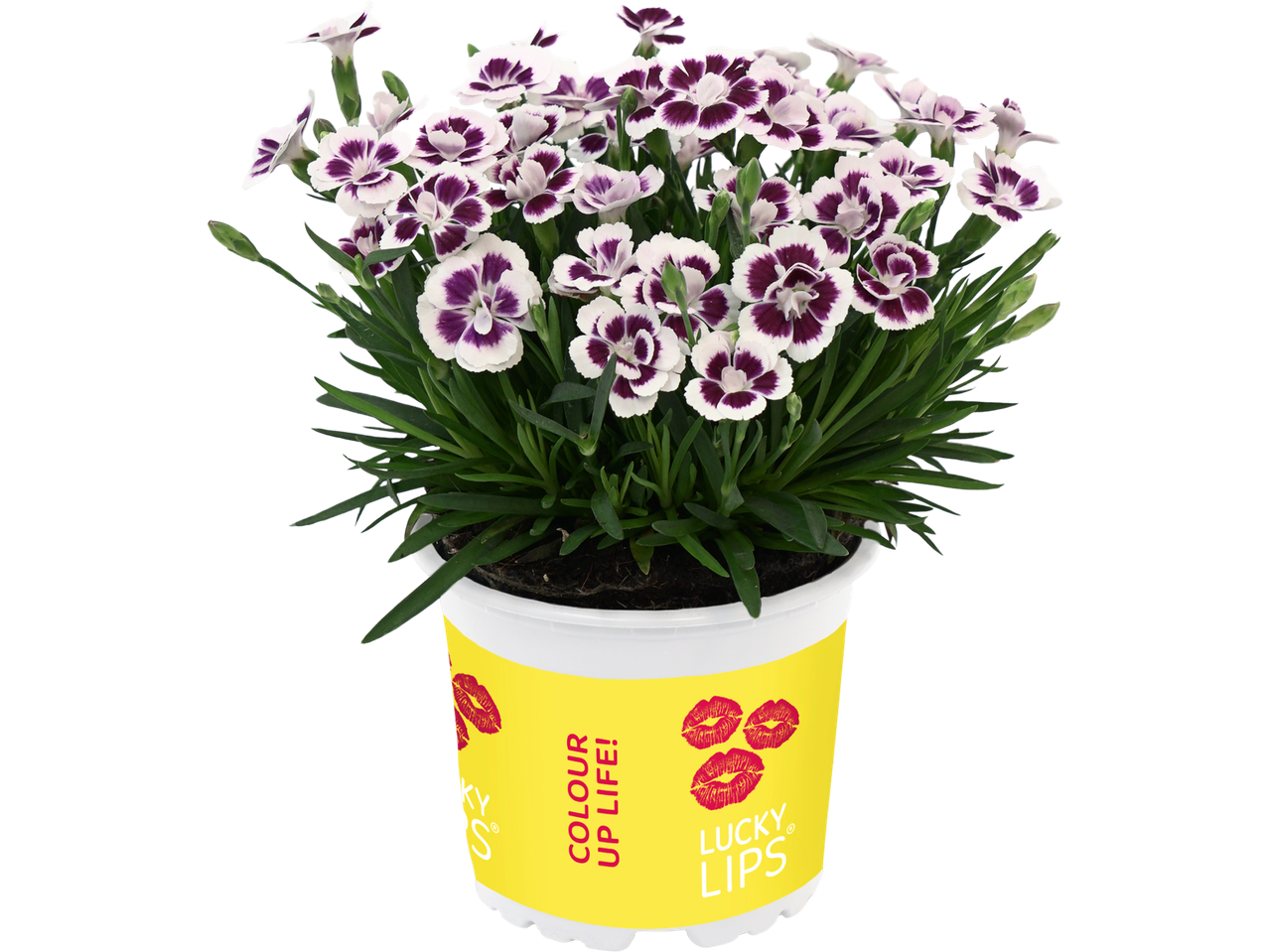 Potted plant with white and purple flowers, in a yellow pot with red lip prints and text 'COLOUR UP LIFE!' and 'LUCKY LIPS'.