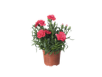 Pot met rode anjers in een terracotta pot.