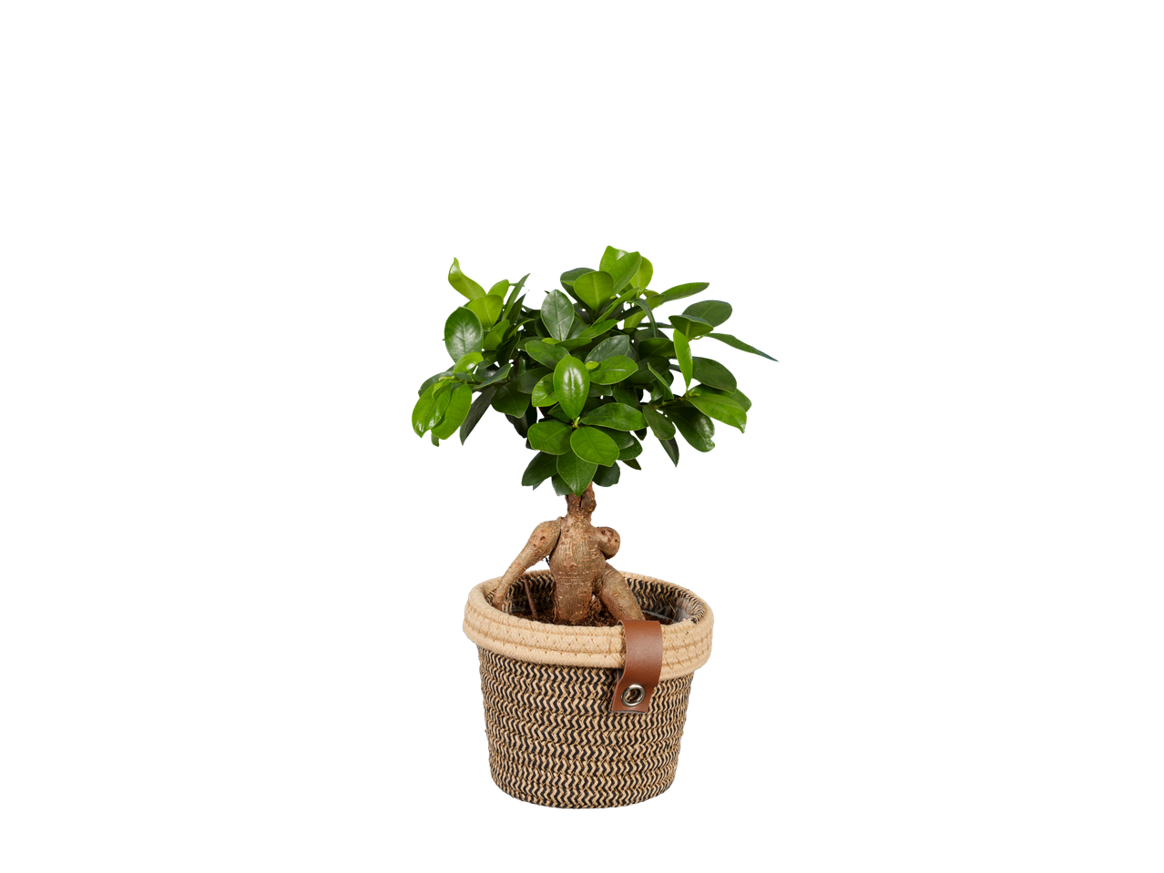 Bonsai de ficus em vaso de vime.