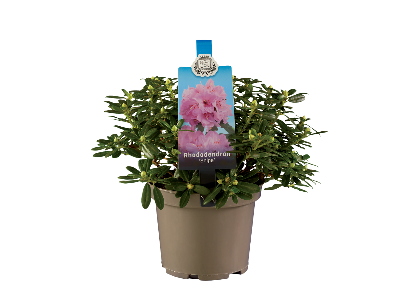 Rododendron 'Snipe' in pot, Home is my Castle label.