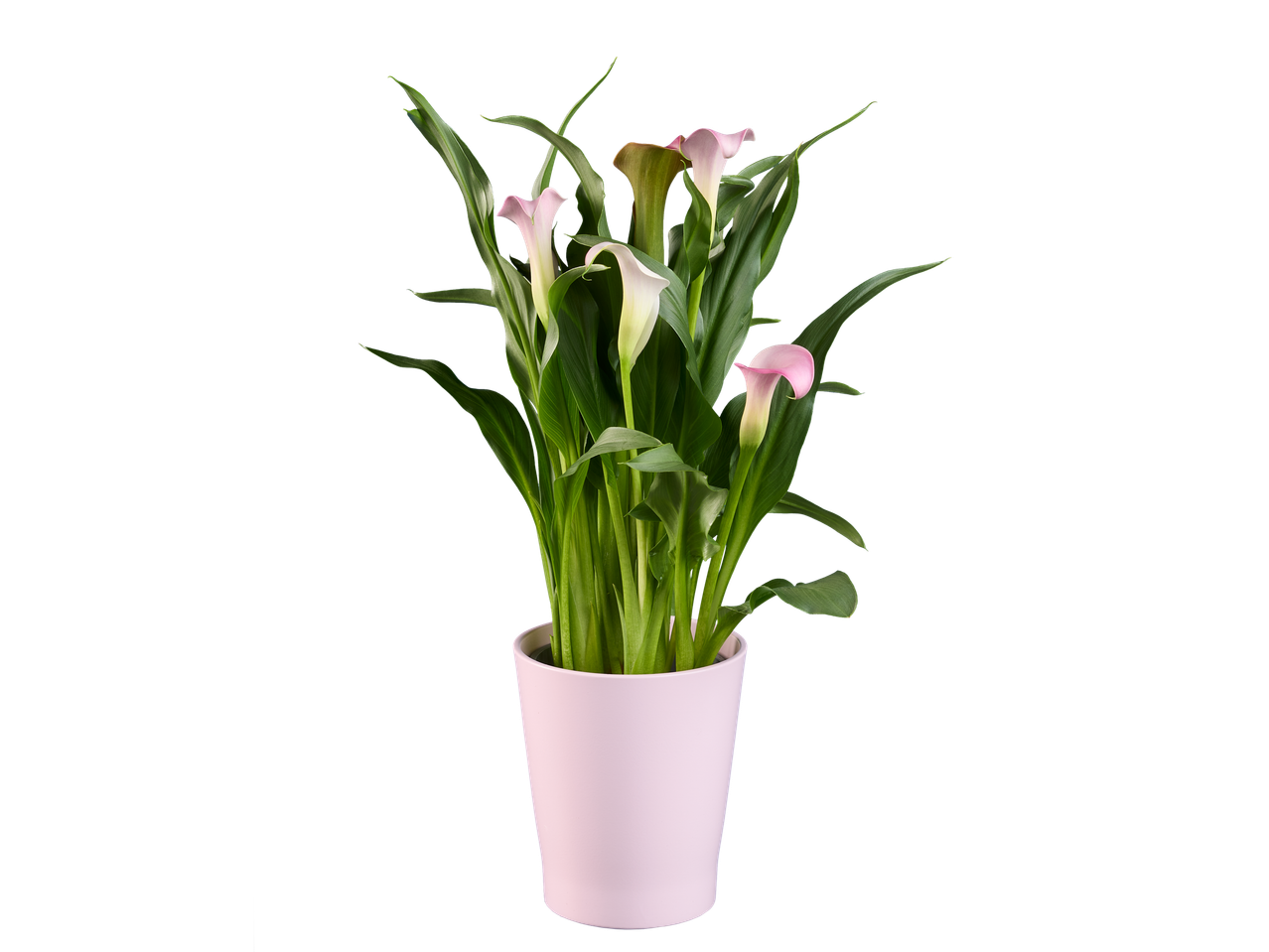 Uma planta em vaso com várias calas rosa e brancas.