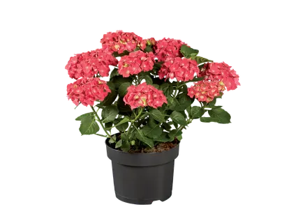 Tuinhortensia