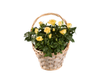 A wicker basket filled with a blooming yellow rose plant.