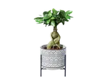 Ficus ginseng plant in an ethnic-patterned pot.