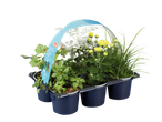 Grandiol herfstplantenmix in een zwarte tray, inclusief chrysanten en siergras.