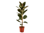 A large rubber plant with dark green leaves and a reddish new shoot in a brown pot.