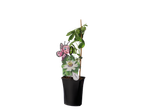 Passiebloemplant met vlinderetiket.