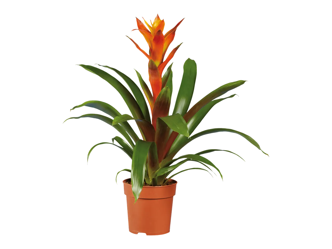 Värikäs bromeliakasvi oranssinpunaisilla kukinnoilla ja vihreillä lehdillä ruskeassa ruukussa.