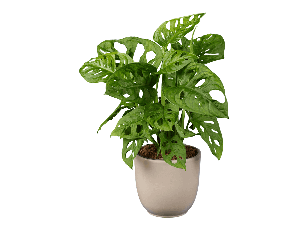 Valkoisessa ruukussa oleva Monstera adansonii -kasvi.
