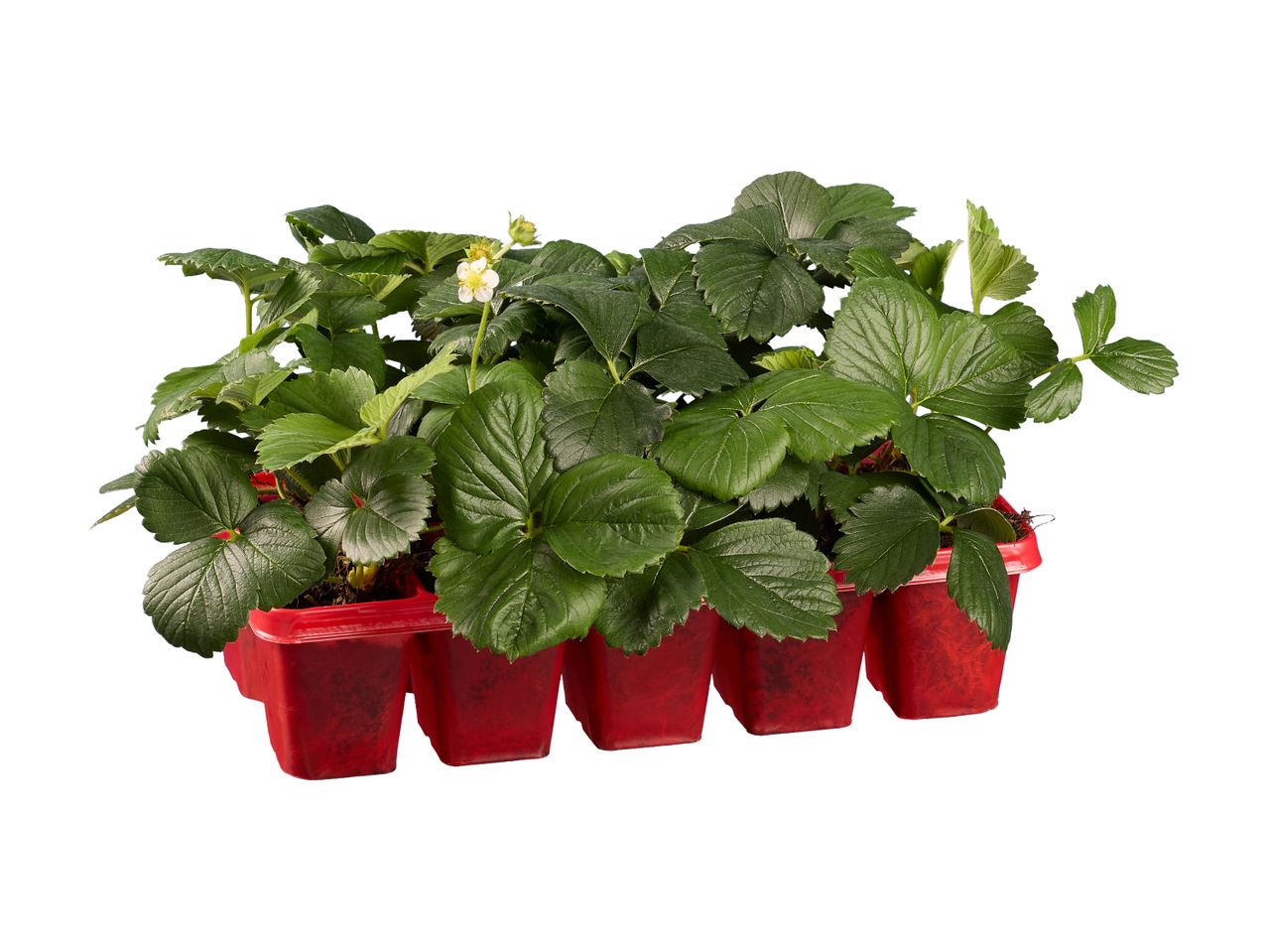 Jordbærplanter i en rød bakke med flere rum, klar til udplantning.