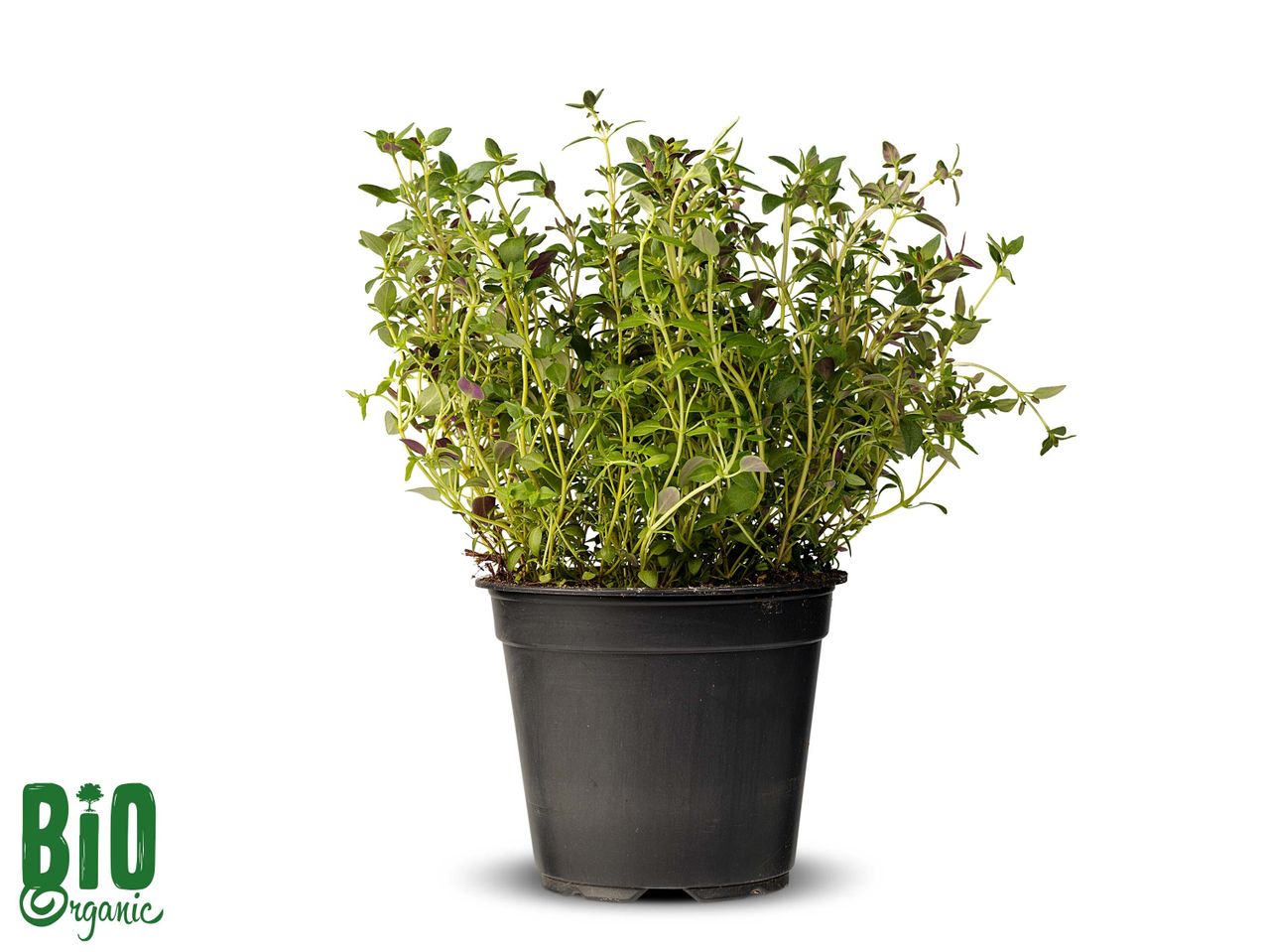 Biologische tijm in pot.