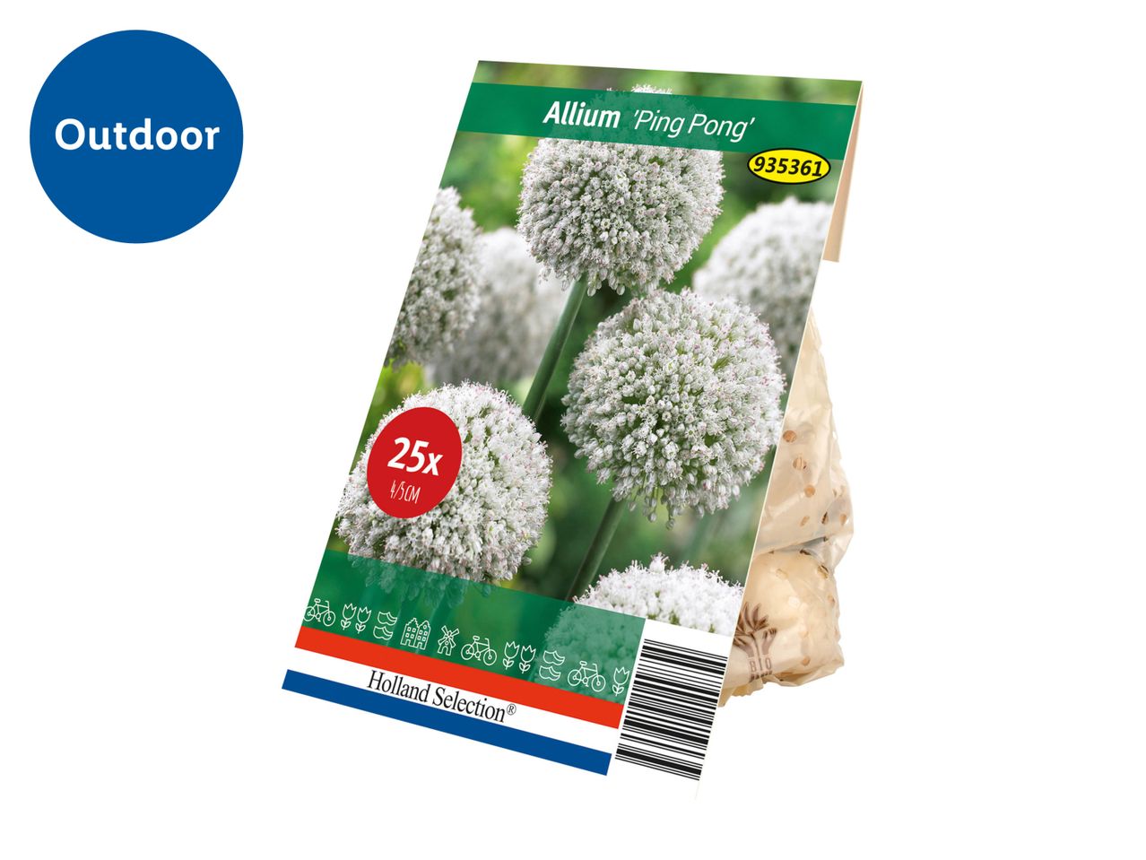 A package of Allium 'Ping Pong' flower bulbs with a label indicating 25 bulbs.