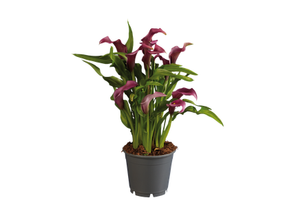 Calla Mix