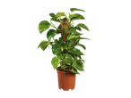 Potted moss stick houseplant with green and yellow variegated leaves
