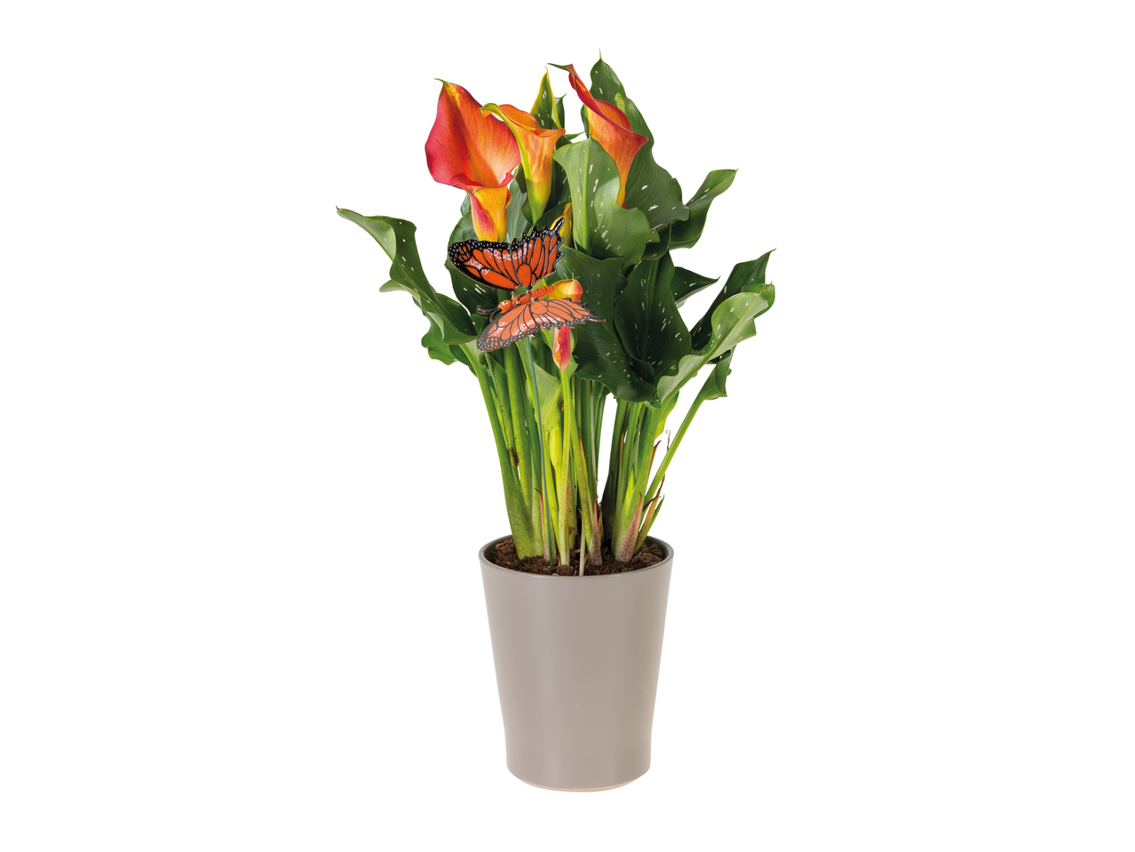 Orange calla lily plant in a gray ceramic pot with decorative butterflies.