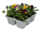 A six-pack of colorful pansies in a gray plastic planter.