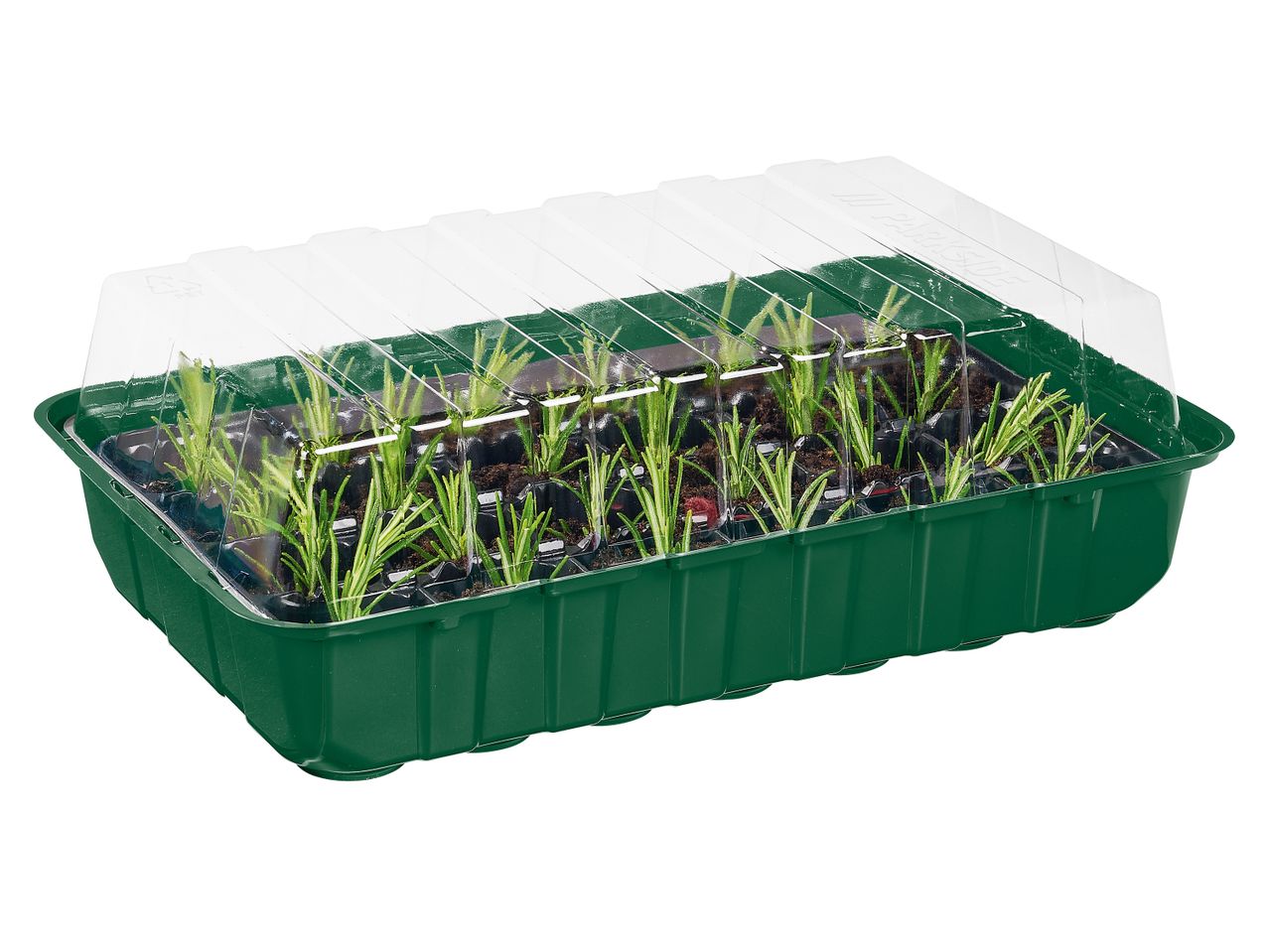 Set mini serra verde con coperchio trasparente e piantine di rosmarino.
