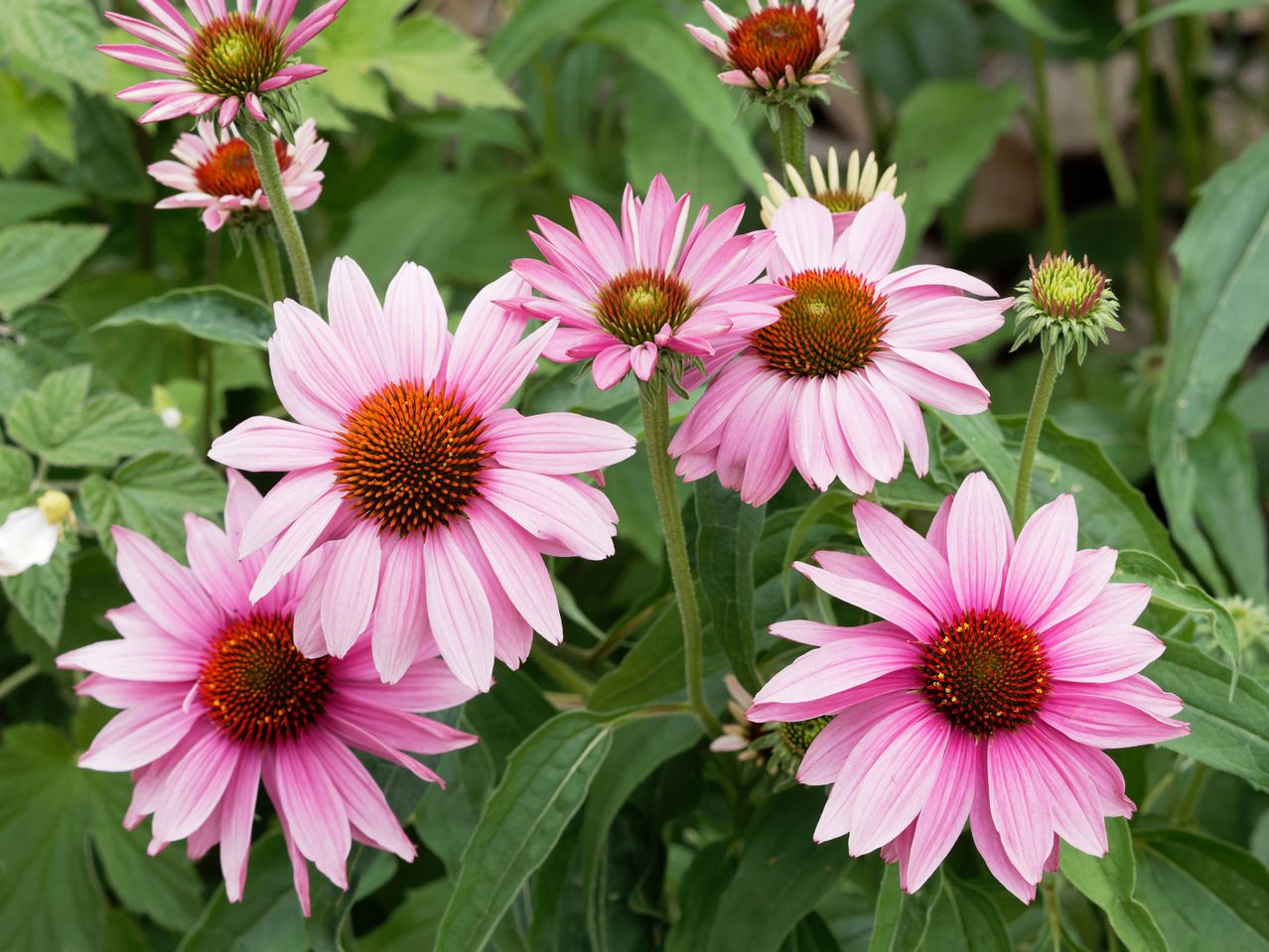 Lyserøde Echinacea blomster i haven.