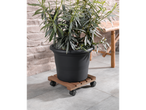 Suport pentru ghiveci Parkside® cu roți, cu o plantă mare într-un ghiveci negru.