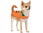 Chihuahua dog in a Halloween pumpkin costume