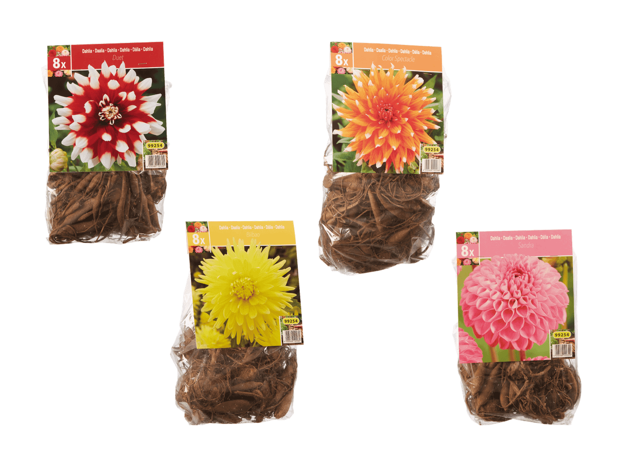 Quattro confezioni di bulbi di dalia in diversi colori: rosso e bianco, arancione, giallo e rosa.