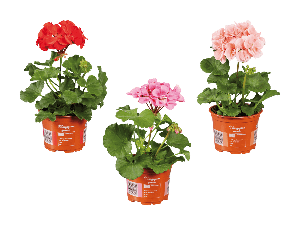 Drei Pelargonien in Töpfen, eine rote, eine leuchtend rosa und eine hellrosa, mit Pflanzenpass.