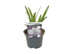 Potted African Lily White plant with a label stating 'Great for patio containers'.