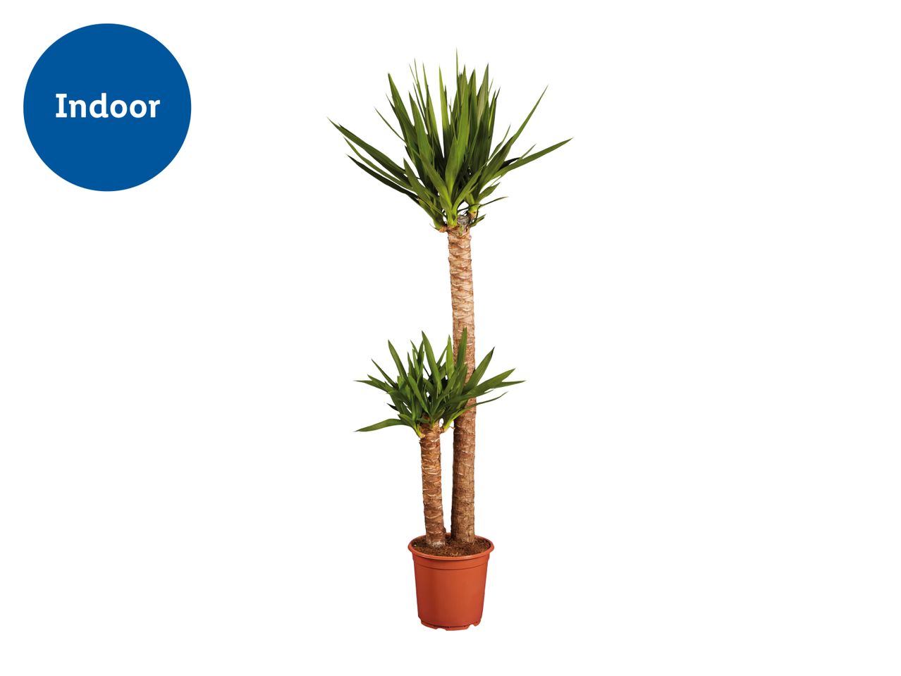 Indoor yucca plant with two trunks and green foliage in a brown pot.