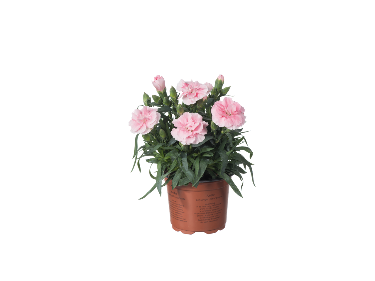 Plante de dianthus rose en pot avec des instructions d'entretien en allemand et en néerlandais.