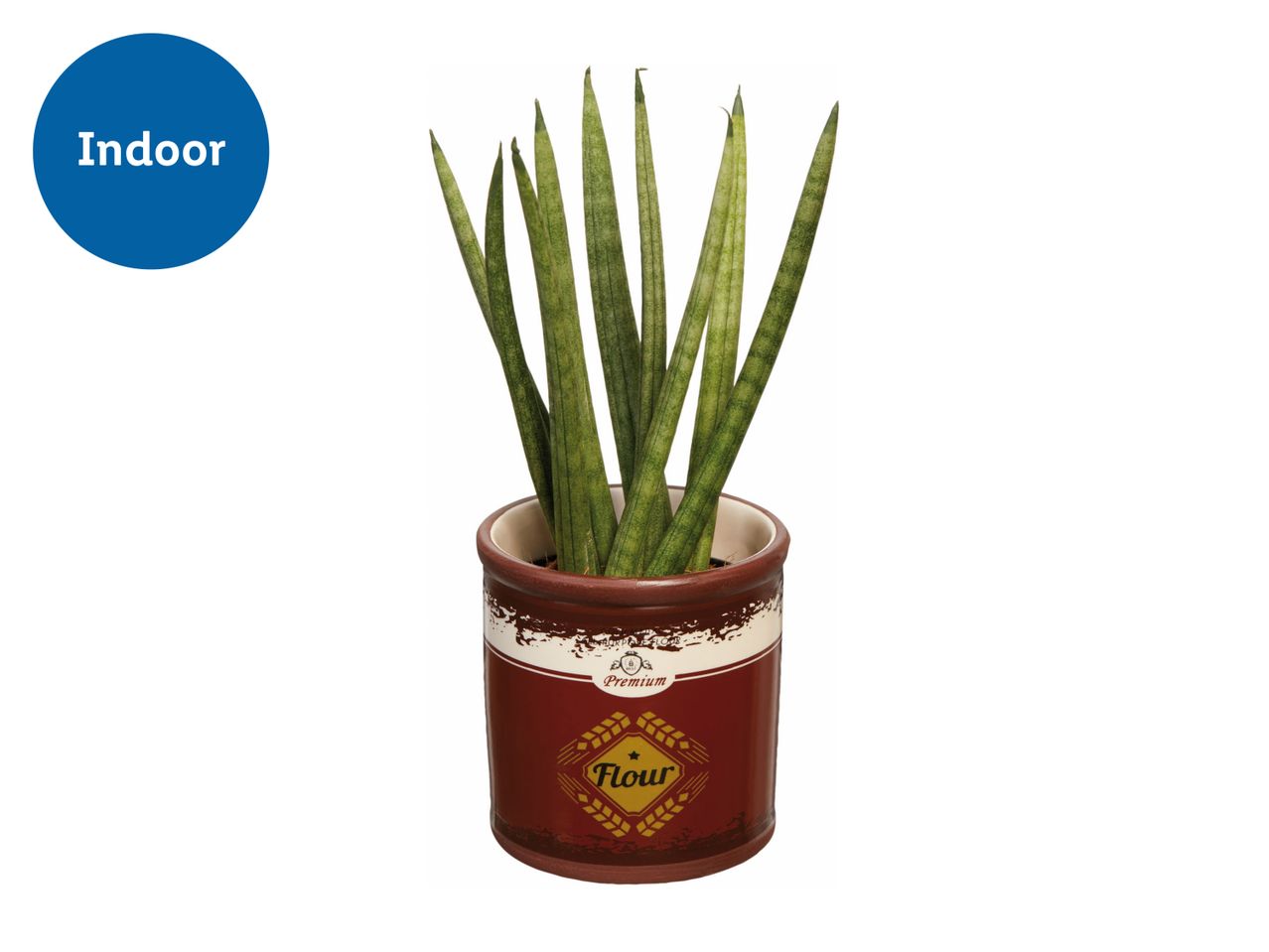 Sansevieria Cylindrica Plant in Mini Bucket