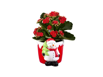 Korallvirág karácsonyi kerámiában*