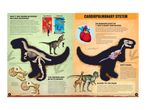 An educational infographic about whether T. rex was warm-blooded or cold-blooded, featuring illustrations of animals, bones, and a dinosaur skeleton.