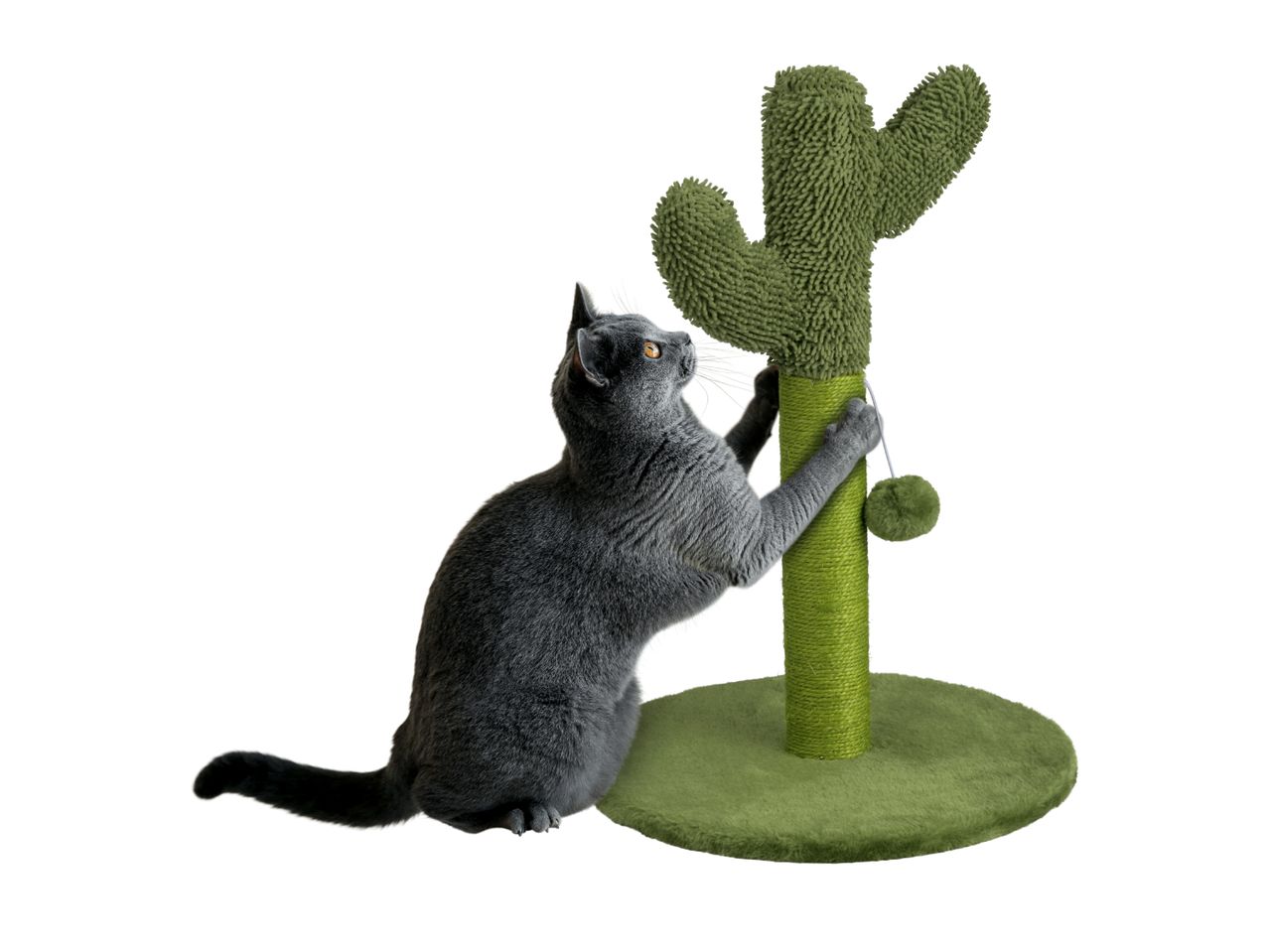 Grey cat playing with a green cactus-shaped scratching post with a dangling pom-pom.