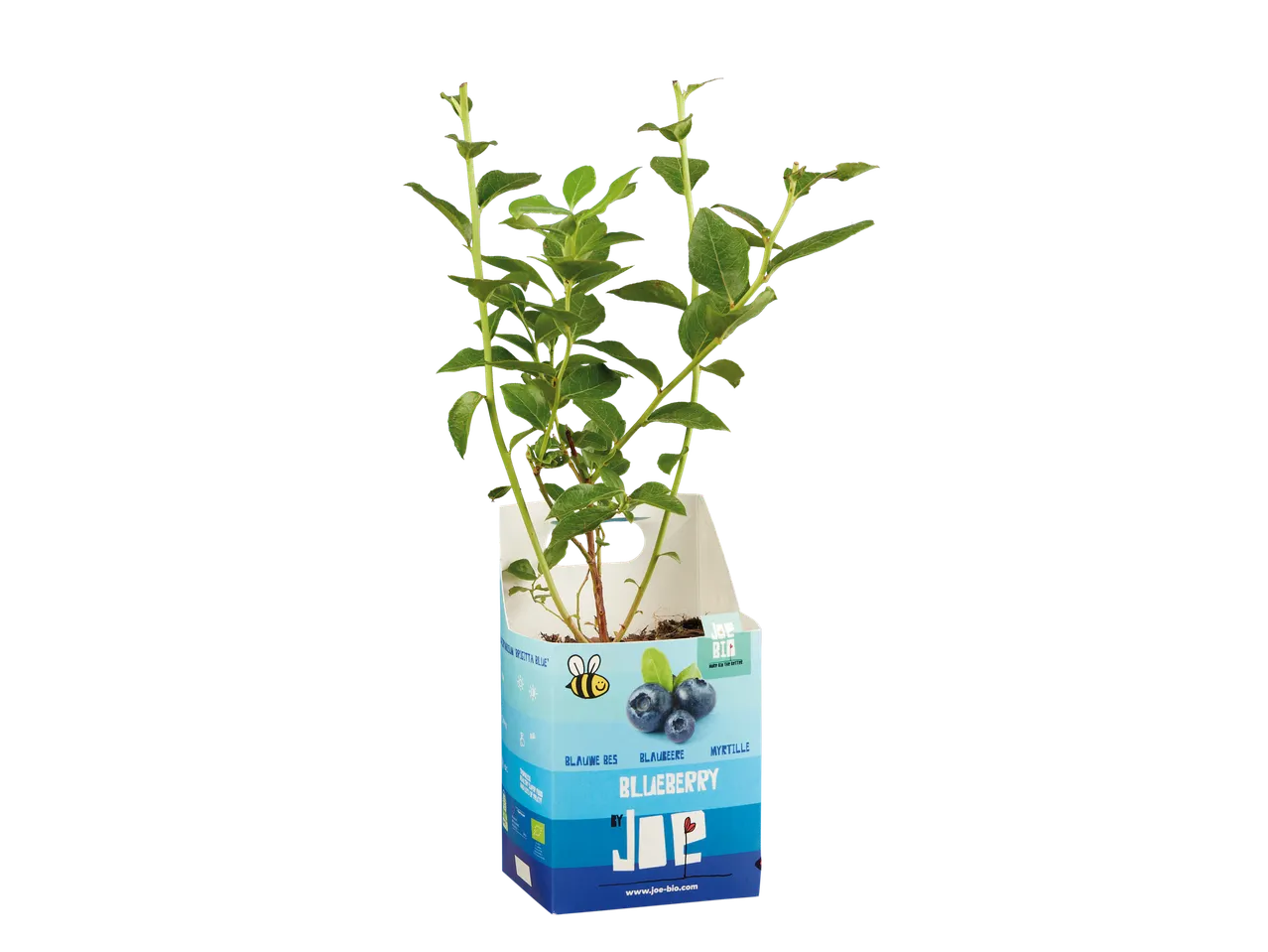 Planta de mirtilo Joe Bio.