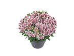 Alstroemeria in pot: roze en witte bloemen.