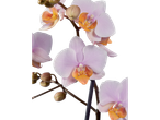 Orquídeas Phalaenopsis lilás-claras com centros alaranjados.