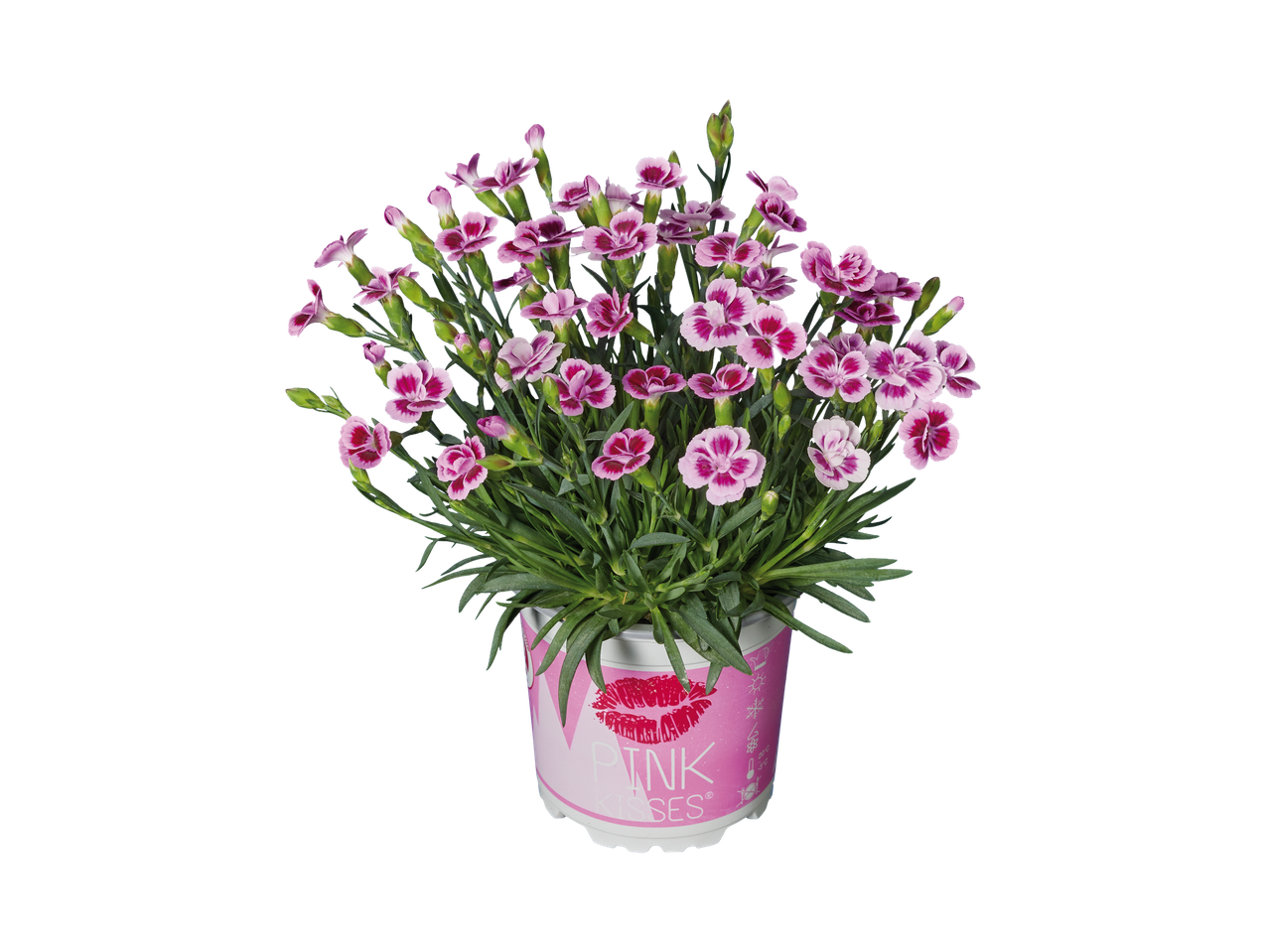 Roze anjers in pot, merk Pink Kisses.