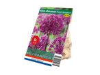 Allium aflatunense 'Purple Sensation' bulb package with 5 bulbs.
