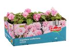 A box of pink Impatiens walleriana outdoor plants, labeled with 'x6'.