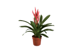 Bromélia vermelha em vaso.