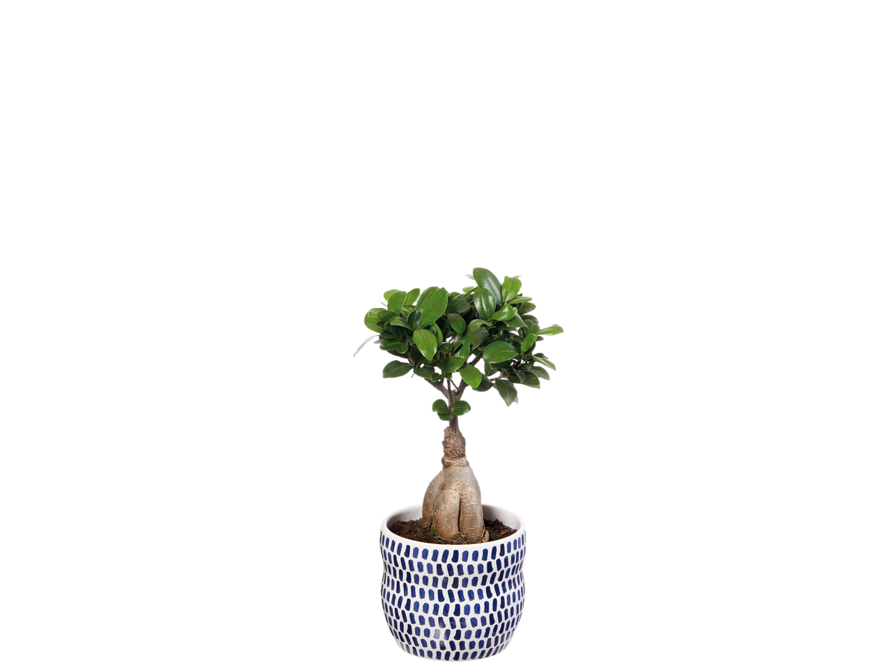 Bonsai tree in a white and blue patterned pot on a black background