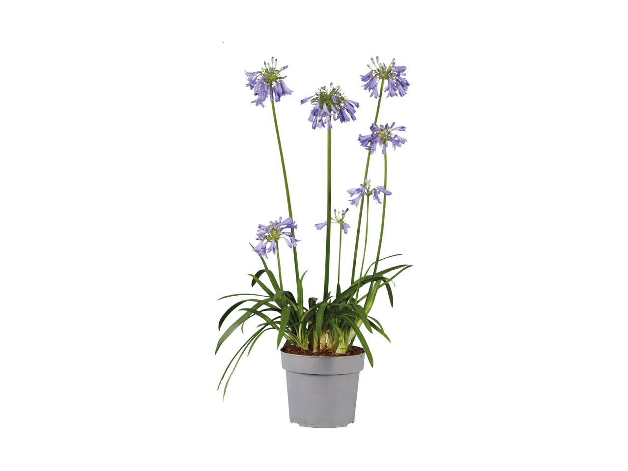 En potteplante med lilla blomster og grønne blade i en grå potte.