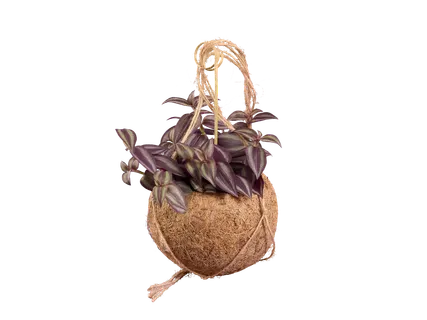 Hangplant